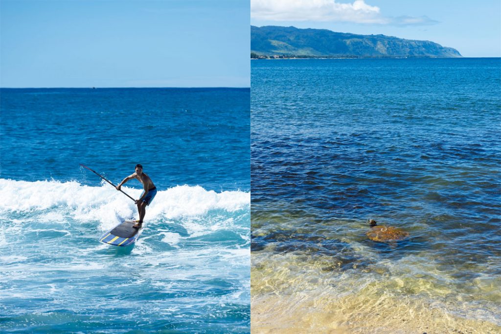 パドルサーフィン 海がめ 大人のハワイ